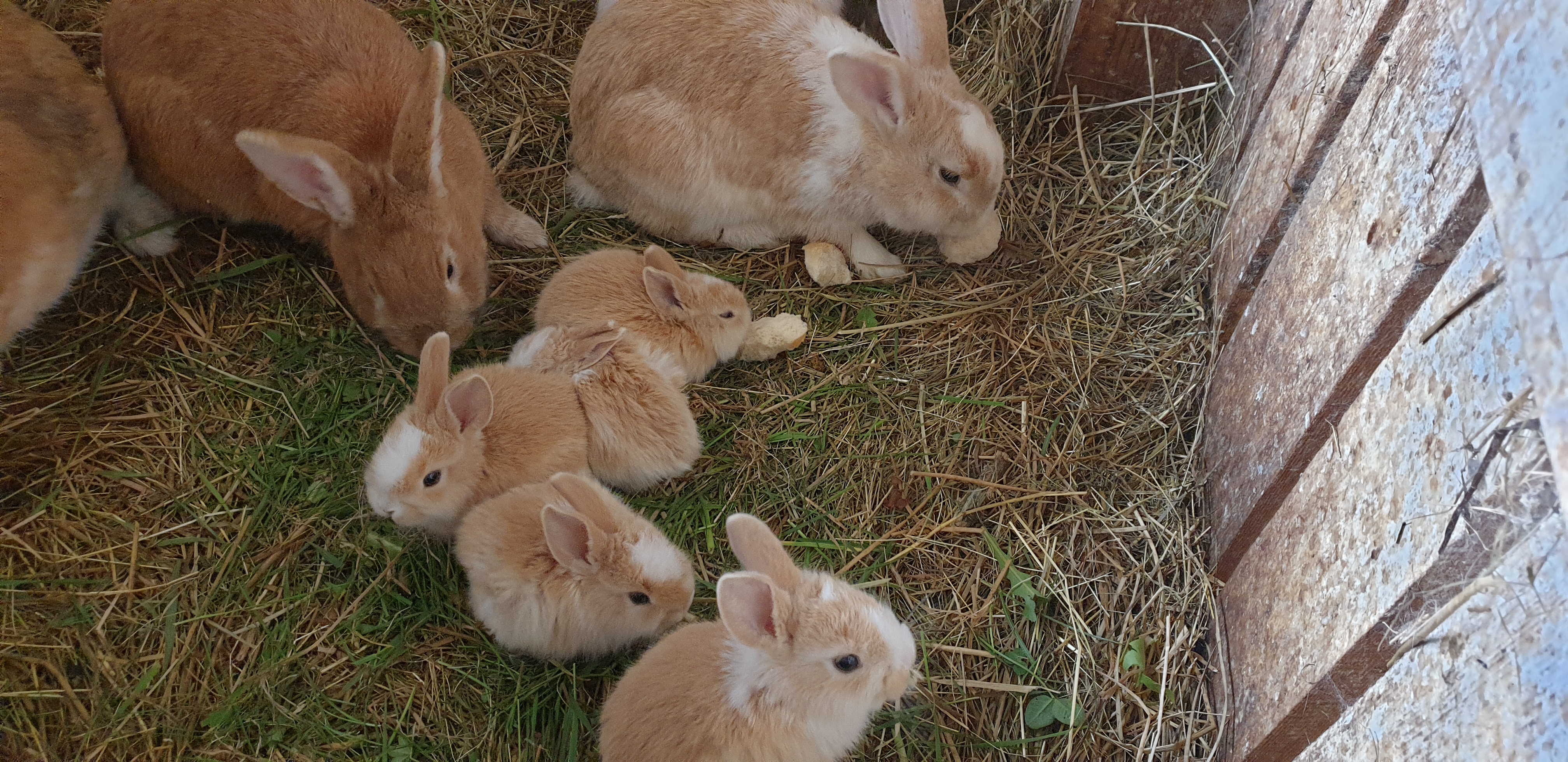 Wiaz`Haus Orthofer Naše živali kunci